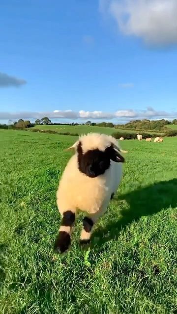 petsofworldz on Instagram: "Adorable valais black nose sheep! ❤️ (@bopeep_valaisblacknose)" Valley Black Nose Sheep, Black Nose Sheep, Valais Blacknose Sheep, Pallet Barn, Black Nose, Cute Sheep, Future House, Sheep, Cow