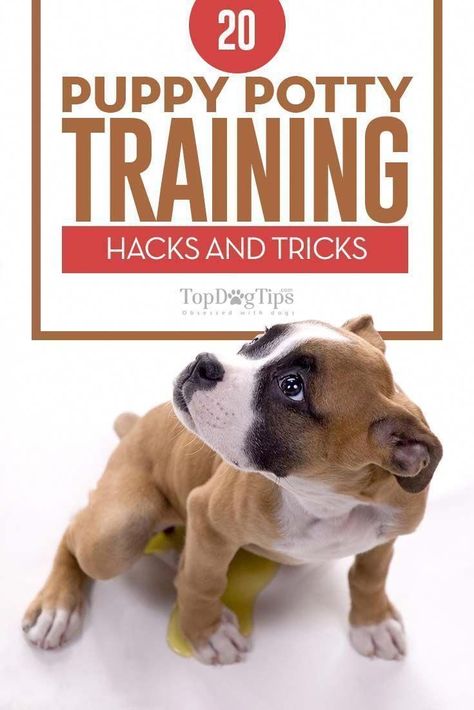 Potty Training Hacks, Puppy Potty Training Tips, Puppy Potty Training, Dog Minding, Puppy House, Easiest Dogs To Train, Dog Potty Training, Dog Potty, Potty Training Tips