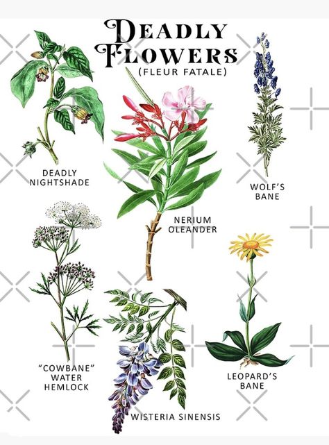 Plants Journal, Poisonous Flowers, Herb Tattoo, Deadly Plants, Plant Journal, Plant Tattoo, Poisonous Plants, Botanical Tattoo, Flower Meanings