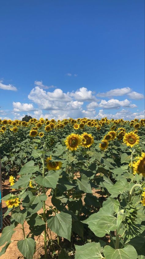 Spanish Festivals, Sunflower Festival, Summer Moodboard, Festival Dates, Valentines Day Date, Pretty Flower, Fall 2024, Mother Earth, Summer 2024