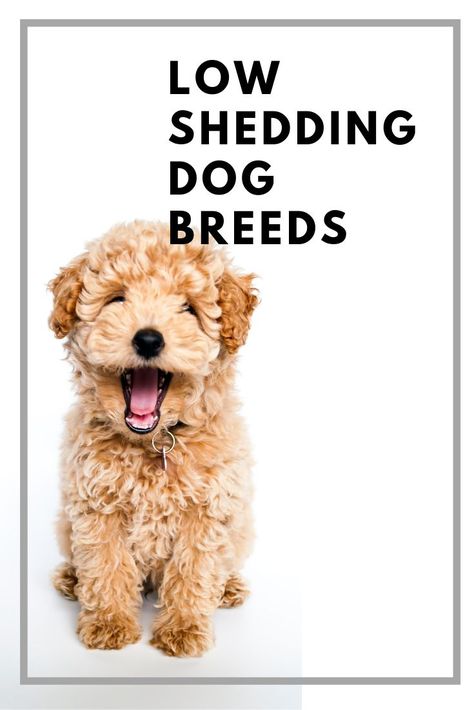 Low Shedding Dog Breeds Is there a hypoallergenic dog? Reduce shedding and breeds to avoid if you have allergies #LowSheddingDogBreeds #HypoallergenicDogs #ReduceShedding #Grooming #DogBreeds Low Shedding Dog Breeds, Cat Dog Illustration, Animals Group, Low Shedding Dogs, Hypoallergenic Dog Breed, Pet Allergies, Hypoallergenic Dogs, Miniature Dogs, Dog Shedding