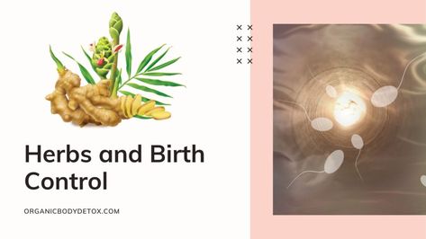 Natural Contraception Herbs, Herbal Birth Control, Natural Contraception Methods, Herbal Contraceptive, Natural Birth Control Herbs, Natural Contraception, Womb Wellness, Healthy Liver Diet, Natural Birth Control