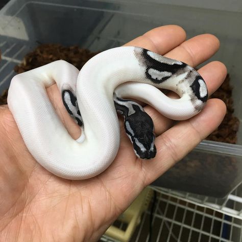 Nice Lightning Pied. #mjaxanthic #lightningpied #markusjayne #markusjayneballpythons #ballpython #ballpythons #snake #snakes #pets… Cool Snakes, Pretty Snakes, Reptile Room, Ball Python Morphs, Ball Pythons, Snake Lovers, Cute Reptiles, Cute Snake, Pet Snake