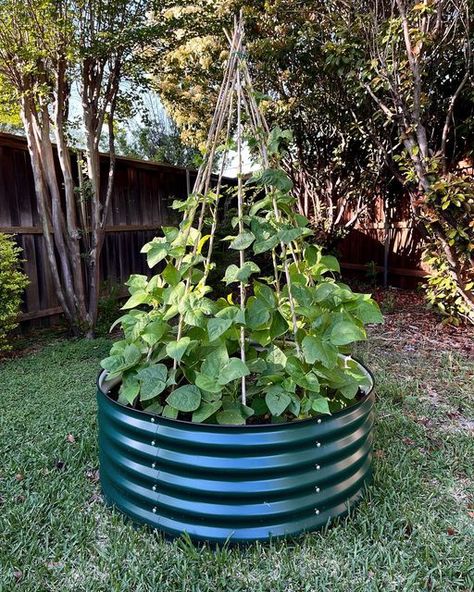 Mi & Ales on Instagram: "Green bean vines are doing well with this set up. Love this round raised bed from @vego_garden ! - #vegogarden #sustainabilityyourway #thekiwihome #raisedbeds #locallygrown #urbanjungle #kitchengarden #homegarden #organicbuildslife #gramyourgarden #growingfood #growyourownveggies #raisedgardenbeds #gardendesign #urbangarden #homegrownveggies #gardening #gardenlife #thehappygardeninglife #ediblelandscape #fromgardentotable #growyourownfood #growingfood #ediblegarden #th Curved Vegetable Garden Beds, Round Raised Garden Beds, Circular Raised Beds, Round Garden Bed, Corrugated Garden Beds, Metal Vegetable Beds, Veggie Garden Beds, Raised Bed Metal, Vego Garden