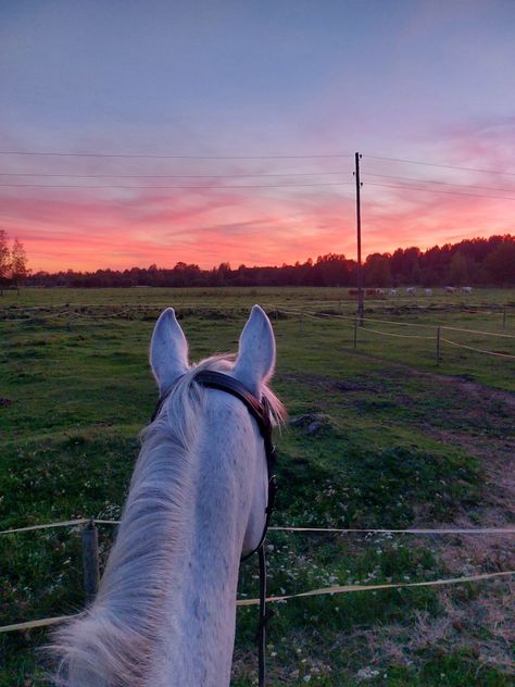 Horse Pink Aesthetic, Pink Horse Aesthetic, Paint Horse Aesthetic, Horse Riding Sunset, White Horse Aesthetic, Horse Pfp, Preppy Horse, Cutie Theme, Horse Sunset