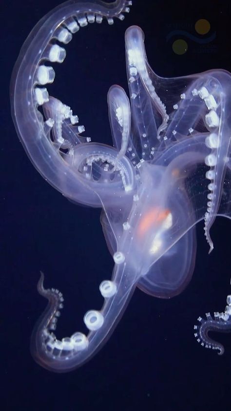 The #VentUnderworld research team encountered this glass octopus (Vitreledonella) at ~875 meters deep a few days ago. This species is considered one of the least-studied cephalopods: most information scientists have managed to get is from dead specimens found in the stomachs of predators. Clearly the creature is named for its ability to be almost see-through. They switch between transparency and pigmentation to optimize camouflage. Chromatophores (cells that produce color via internal pigment) Glass Octopus Deep Sea, Deep Sea Octopus, Transparent Creature, Deep Sea Creature, Octopus Ocean, Glass Octopus, Transparent Art, Optic Nerve, Sea Floor