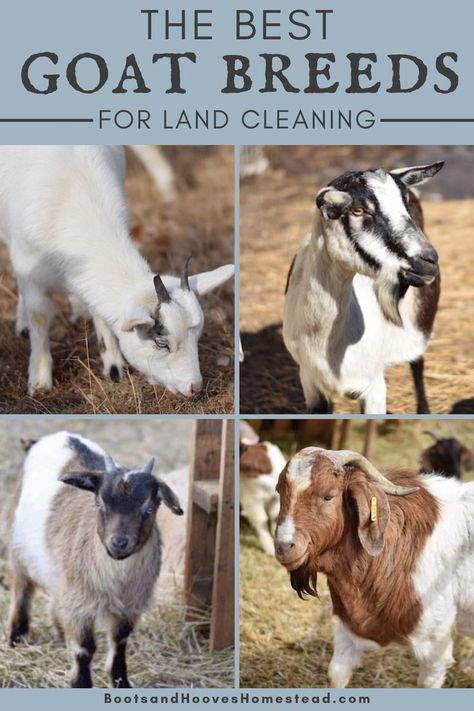 The BEST Goat Breeds for land clean up. Getting started with clearing brush by using goats as a green, eco friendly, and safe alternative. #goats #raisinggoats #farm #homestead Goats For Clearing Land, Fiber Farm, Goat Life, Goat Ideas, Types Of Goats, Goat Breeds, Clearing Brush, Keeping Goats, Goat Health