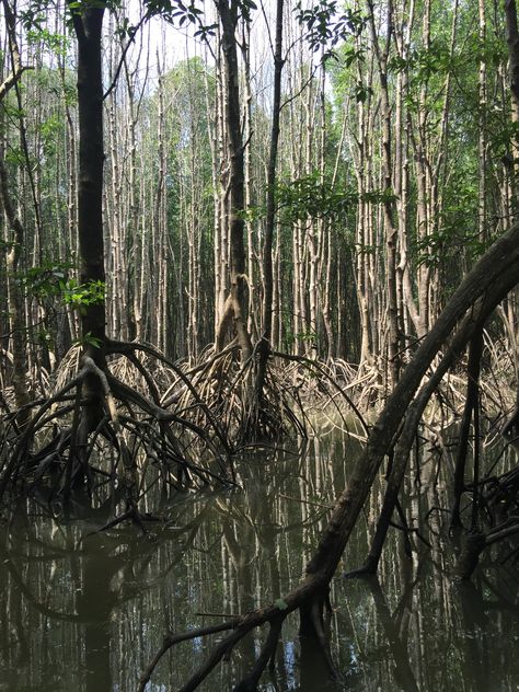 Mangroves Aesthetic, Mangrove Trees, Mangrove Tree, The Woman In Black, Reptile House, Mangrove Swamp, Mangrove Forest, Lord Of The Flies, Beautiful Wallpaper For Phone