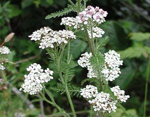 Organic Pest Control: The Best Plants to Attract Beneficial Insects and Bees - ucanr.edu Poison Garden, Yarrow Flower, Botanical Journal, Growing Organic Vegetables, Organic Gardening Pest Control, Edible Gardening, Achillea Millefolium, Organic Pest Control, Attracting Beneficial Insects