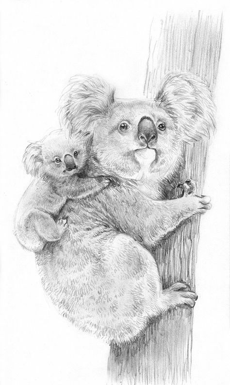 Koala Drawing, Koala Illustration, Sketch Animals, Realistic Animal Drawings, Wildlife Drawing, Scratchboard Art, Koala Bears, Pencil Drawings Of Animals, Drawings Of Animals