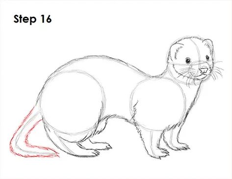 Ferret Drawing, Animal Tutorial, Animals Aesthetic, Photos Animals, Aesthetic Animals, Wallpaper Animals, A Ferret, Drawing Instructions, Animals Drawing