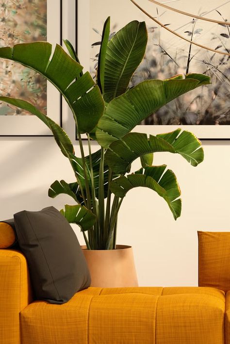 indoor trees, banana tree Banana Plant Indoor, Indoor Banana Tree, Bay Leaf Tree, Best Indoor Trees, Yucca Tree, Dark Dining Room, Tall Indoor Plants, Banana Plant, Umbrella Tree