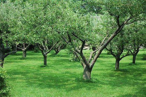 Small orchard. As soon as you get ground of your own, plant food trees. Small Apple Orchard, Homestead Orchard, Elsie Dinsmore, Miniature Fruit Trees, Orchard Ideas, Tiny Homestead, Small Orchard, Orchard Design, Log Houses