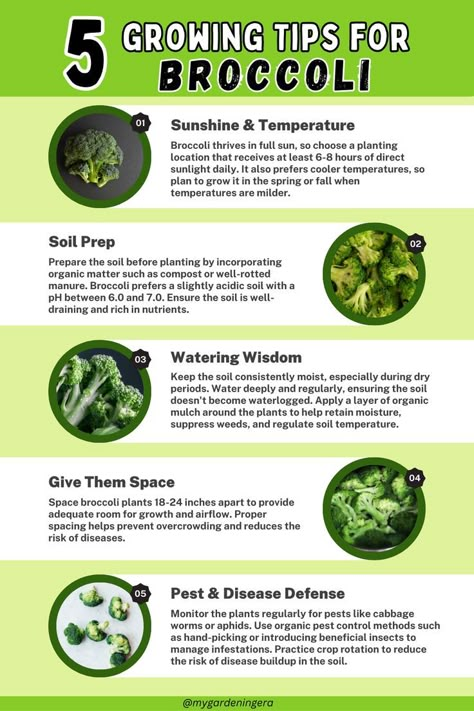 Broccoli Growing Tips, Growing Broccoli From Seed, Growing Broccoli In Containers, When To Plant Broccoli, How To Plant Broccoli, Planting Broccoli, Broccoli Growing, Apartment Vegetable Garden, How To Grow Broccoli