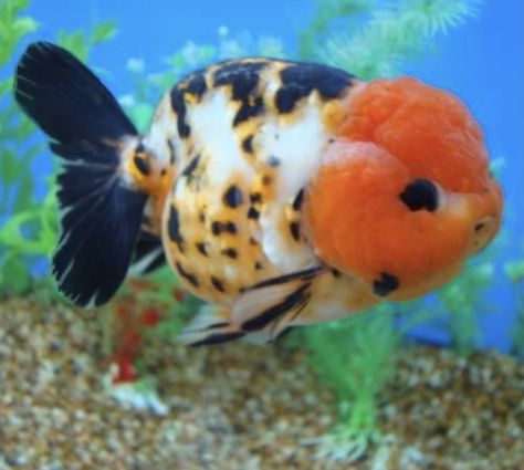 Lion Head Goldfish, Lionhead Goldfish, Goldfish Types, Digital Camera Pics, Oranda Goldfish, Pet Goldfish, Goldfish Tank, Goldfish Pond, Camera Pics