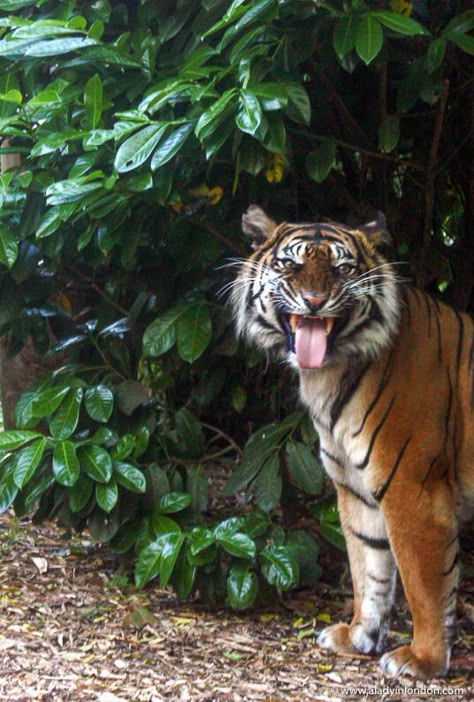 Tiger at the London zoo during Zoo Lates London Zoo Aesthetic, Zoo Marketing, Zoo Wallpaper, Zoo Aesthetic, Zoo Photography, Zoo Pictures, Denver Zoo, Rainforest Cafe, Animal Doctor