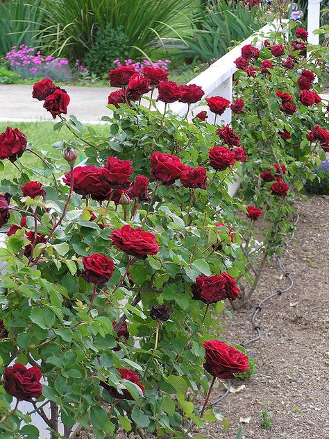 Climbing roses Thornless Climbing Roses, Pruning Climbing Roses, Yellow Climbing Rose, New Dawn Climbing Rose, Red Rose Garden, California Gardening, Red Climbing Roses, Roses Climbing, Rose Plant Care