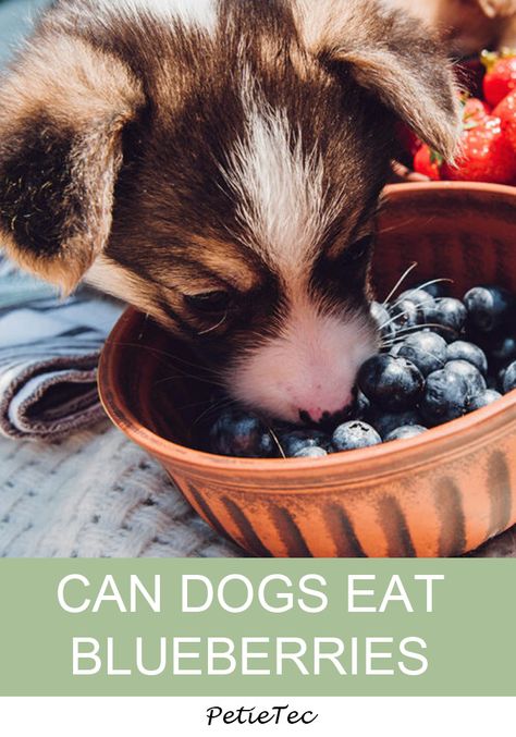 Can Dogs Eat Blueberries, Apple Turkey, Dog Tear Stains, Spent Grain, Anti Oxidant Foods, Blue Berries, Dog Diet, Summer Berries, Healthy Pets