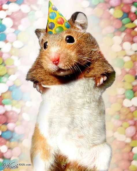 Party Hamster Game -- Pin the party hat on the hamster! Dress Up Party, Party Like Its 1999, Funny Hamsters, Bunny Birthday, Web Design Graphic, Pig Party, Up Party, Dressup Party, Gerbil