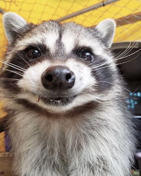 karls new post Silly Raccoon, Cute Racoon, Cute Raccoons, Trash Pandas, Pet Raccoon, Cute Raccoon, Raccoon Funny, Trash Panda, My Spirit Animal