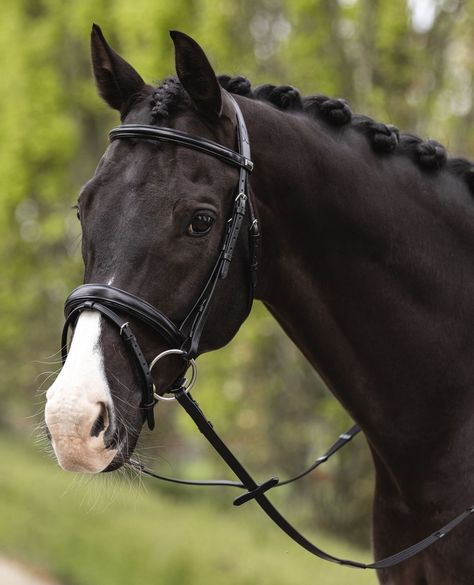 ANKY Technical Casuals on Instagram: “Shaped Noseband⁠ Bridle⁠ ⁠ ✔️ Made of top quality English leather⁠ ✔️ Padded headpiece and a broad, super soft padded crank noseband with…” Kwpn Horse, Equine Fashion, Horse Photo, English Bridle, Horse Bridle, Blue Roan, Horse Videos, Horse Aesthetic, Equestrian Life