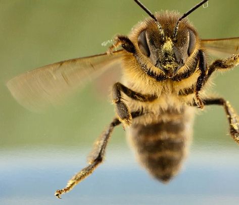 Great shot!   Flight of the honey bee by Robert Seber  Look at that grumpy little face! Bee Project, Apis Mellifera, Aquatic Insects, Aesthetic Health, Tattoo Health, Bee Images, Buzzy Bee, I Love Bees, Bee Photo