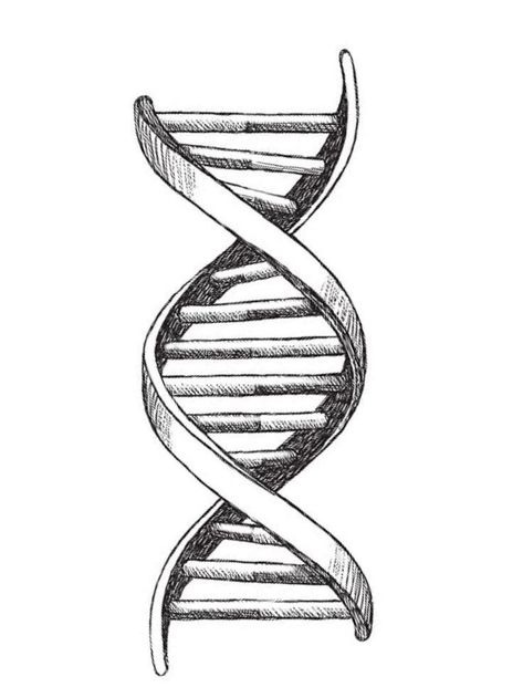 Probability Tattoo, Dna Helix Drawing, Dna Strand Art, Dna Structure Drawing, Laboratory Tattoo Ideas, Dna Helix Tattoo, Dna Sketch, Dna Tattoo Ideas, Dna Tattoo Design