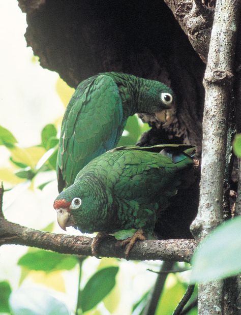 Puerto Rican Parrot, Parrot Facts, Puerto Rican Cuisine, Puerto Rico History, Amazon Parrot, Puerto Rican Culture, Rare Species, Puerto Rican, Endangered Species