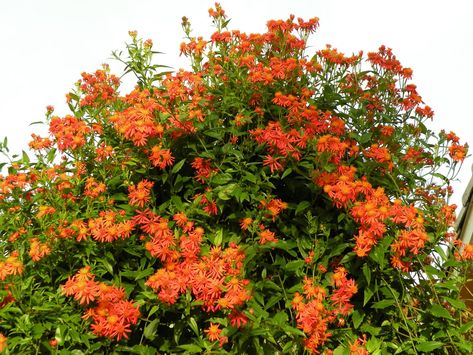 Mexican Flame Vine, Flame Vine, Florida Native Plants, Dragonfly Garden, Butterfly Plants, Dandelion Seed, Drought Resistant, New Mexican, Outdoor Flowers