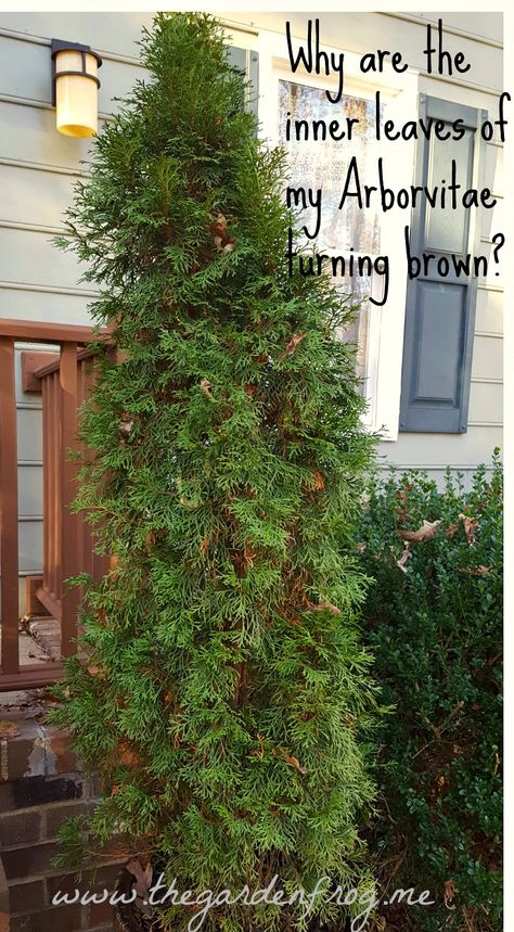 Arborvitae Landscaping, Yew Shrub, Emerald Green Arborvitae, Conifers Garden, Porch Landscaping, Arborvitae Tree, Coconut Bowls, Garden Frogs, Garden Remedies