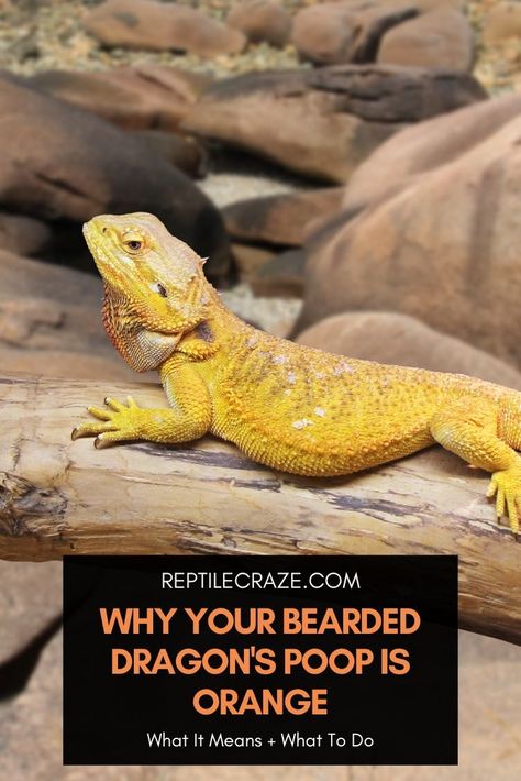 The main reasons why bearded dragons have orange feces is due to excessive supplements, consuming foods that are orange, and dehydration. While most of these issues are easily fixed, signs of lethargy, appetite loss, and foul-smelling feces signal a serious illness that requires medical attention. Fixed Signs, Lizard Types, Bearded Dragon Tank, Sunken Eyes, Bearded Dragon Care, Reptile Tank, Reptile Terrarium, Serious Illness, Perfect Night