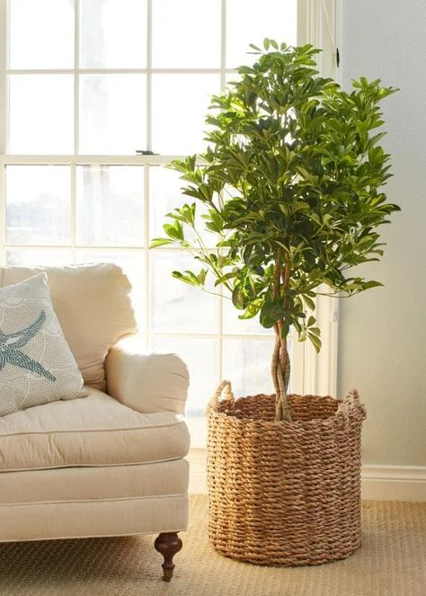 Schefflera arboricola Schefflera Tree, Schefflera Arboricola, Umbrella Plant, Low Light Indoor Plants, Umbrella Tree, White Flies, Low Light Plants, Big Plants, Growing Indoors