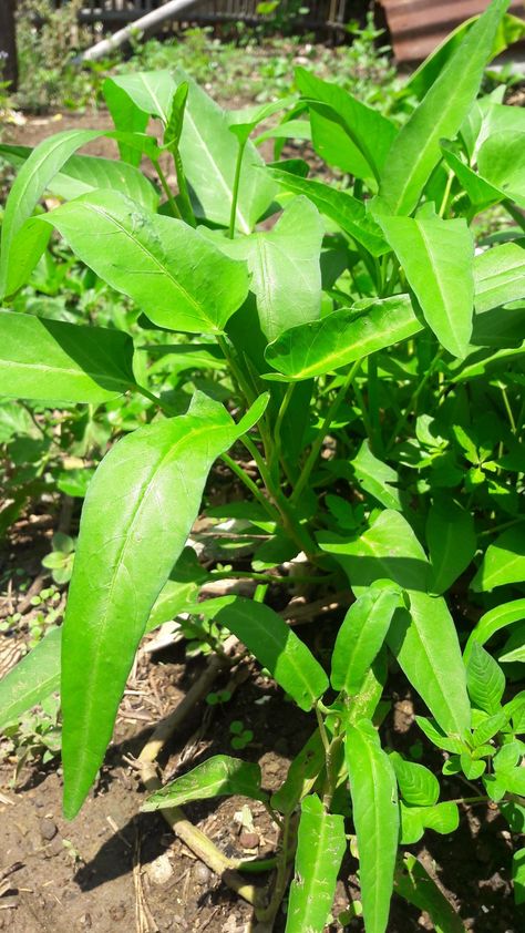 Tanaman kangkung tampak segar ditanam di kebun belakang rumah #kangkung #tanaman Sayur Kangkung, Medical Herbs, Sky Photography, Aesthetic Pictures, Flower Garden, Herbs, Bts, Fruit, Drinks