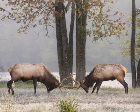 During the fall and winter the trip turns into a unique wildlife watch. Ponca Arkansas, Arkansas Vacations, Weekend Camping Trip, Waterfall Trail, Small Town Life, Ozark Mountains, Scenic Drive, Best Hikes, Camping Trips