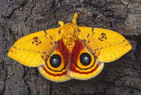 Io Moth by Bob Jensen on 500px Io Moth, Colorful Moths, Interesting Creatures, Cute Moth, Small Sketchbook, Chalk Pastel Art, Insect Taxidermy, Gossamer Wings, Moth Wings