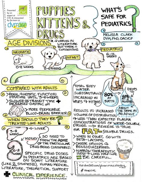 Pediatric medicine pearl: How to make safe drug choices for tiny pups and kittens Vet Tech School Supplies, Veterinary Medicine Student, Veterinarian School, Vet School Motivation, Veterinarian Technician, Vet Tech School, Veterinary Tech, Vet Tech Student, Vet Technician