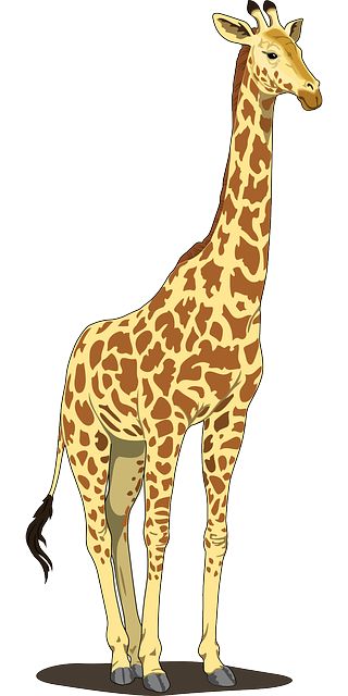 Giraffe Vector, Giraffe Images, Giraffe Drawing, Giraffe Pictures, Giraffe Illustration, Giraffe Art, A Giraffe, Arte Animal, Animal Clipart