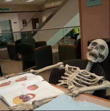 The Best #LifeofaMedStudent Memes of All Time – Part 1 – #Lifeofamedstudent Skeleton Memes, Skeleton Pics, Silly Skeleton, Studying Funny, Nursing Motivation, Studying Memes, Not Musik, Funny Skeleton, Funny Study Quotes