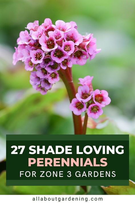 Zone 4 Perennials, Shade Perennial Garden, Shade Flowers Perennial, Part Shade Perennials, Flowering Shade Plants, Best Perennials For Shade, Plants That Like Shade, Part Shade Plants, Shade Loving Flowers