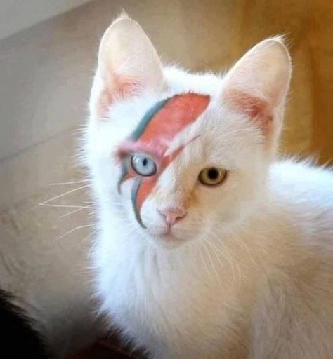 Bowie Cat, Diamond Cat, Cat People, Warrior Cats, Crazy Cat Lady, Beautiful Cats, David Bowie, Crazy Cats, Cat Pics