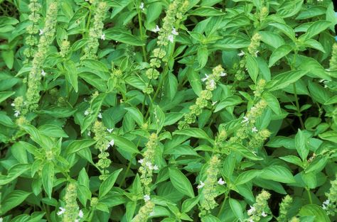 Basil Vinegar, Plant 101, Wild Basil, Basil Flower, Basil Flowers, Herbal Vinegar, Dried Basil Leaves, Herb Life, Preserving Herbs