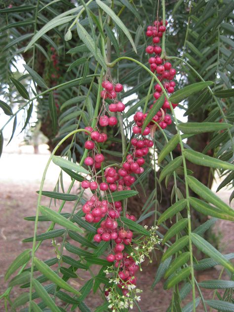 A Peppercorn tree (Schinus molle) at the farm Peppercorn Tree, Growing Peppercorns, How To Grow Peppercorns, Black Peppercorn Witchcraft, Wonderful Pomegranate Tree, Tree Id, Pepper Tree, Heritage Rose, Tree Tunnel