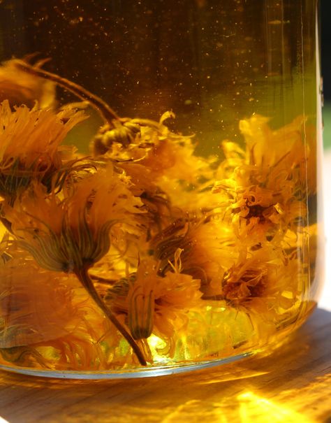 Calendula Oil & salve Homemade Essentials, Healing Salve Recipe, Calendula Salve, Calendula Flowers, Bug Bite, Healing Salve, Salve Recipes, Homemade Essential Oil, Calendula Officinalis