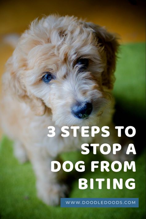 How To Get Your Puppy To Stop Biting You, How To Stop A Dog From Biting, How To Stop A Puppy From Biting, How To Stop Puppies From Biting, Stop Dog From Biting, Biting People, Stop Puppy Biting, Dog Biting Training, Puppy Training Biting