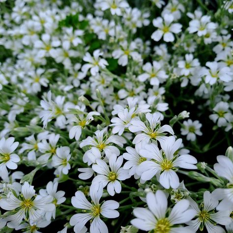 Cerastium tomentosum (Snow in Summer), Perennial Flowers | Crafted Earth Online Plant Nursery Cerastium Tomentosum, Snow In Summer, Perennial Flowers, Flowers Perennials, Plant Nursery, Drought Tolerant, In Summer, In Hot, Perennials