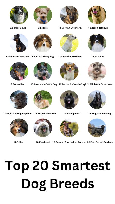 🐾 Discover the top Smartest Dog Breeds! 🧠 These canine geniuses excel in learning commands, solving problems, and charming hearts. From Border Collies to Poodles, explore the fascinating world of intelligent dogs. Find your perfect match and embark on a journey of discovery and companionship. 🐕🌟 #smartest dog breeds list Cute Guard Dogs, Protection Dogs Breeds, Athletic Dog Breeds, Types Of Dogs Breeds List, Types Of Big Dogs, Dogs Breeds Large, Small Dogs Breed, Dog Breeds Big, Type Of Dogs