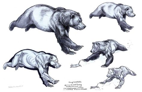 Disney, Brother Bear and the “Bear Necessities” | Muddy Colors Bear Reference, Terryl Whitlatch, Suit Inspiration, Running Bear, Animal Reference, Brother Bear, Drawing Animals, Bear Drawing, Animal Anatomy