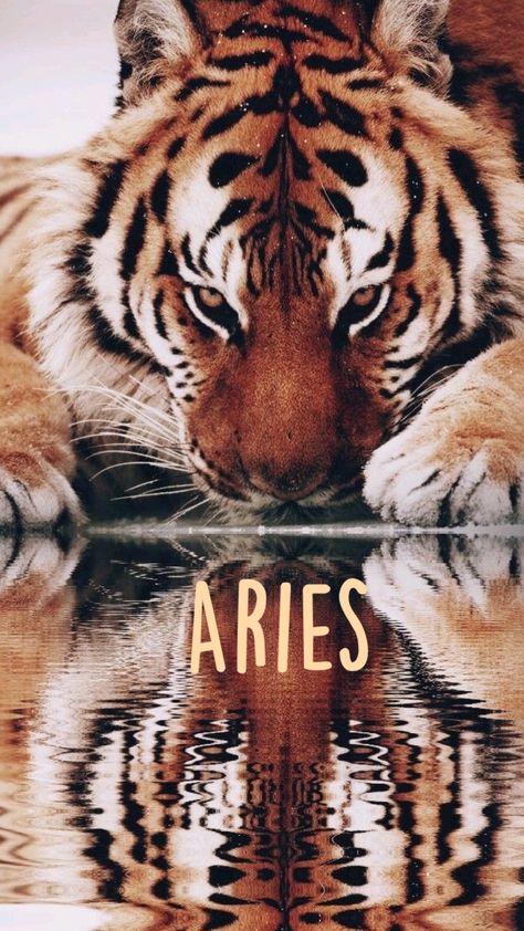 #aries as an animal Aries Mythical Creature, Aries Zodiac Animal, Aries Zodiac Poster, Aries In Film, Aries Candle, Animals