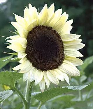 White Sunflower, Sunflowers And Daisies, Coconut Ice, White Sunflowers, Moon Garden, Annual Flowers, Happy Flowers, White Gardens, Yellow Sunflower