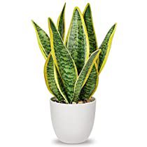 Check this out! Lake Bedroom, Best Bathroom Plants, White Pots, Fake Potted Plants, Sansevieria Plant, Sansevieria Trifasciata, Artificial Plants Indoor, Snake Plants, Desk Plants